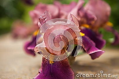 Iris, Kasatik, Cockerel. iris blooms. Closeup of Iris.Â  Stock Photo